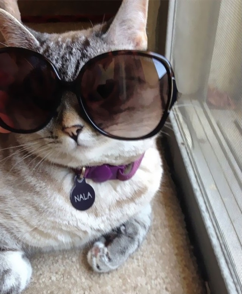 The story of the most famous Instagram cat