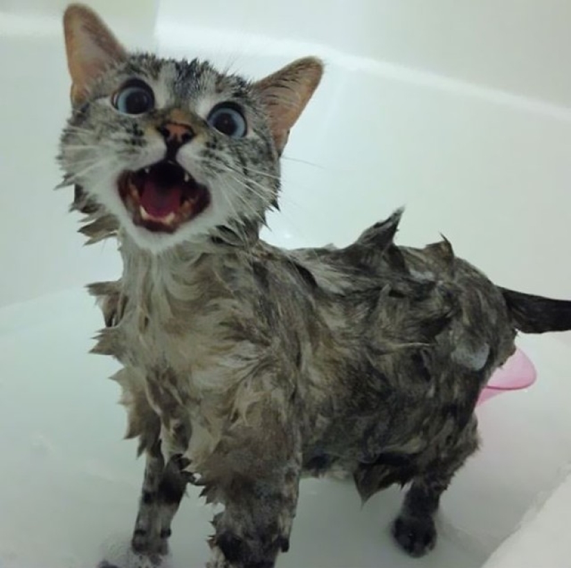 The story of the most famous Instagram cat