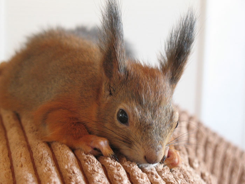 The story of the rescue of a wounded squirrel The story of the rescue of a wounded squirrel