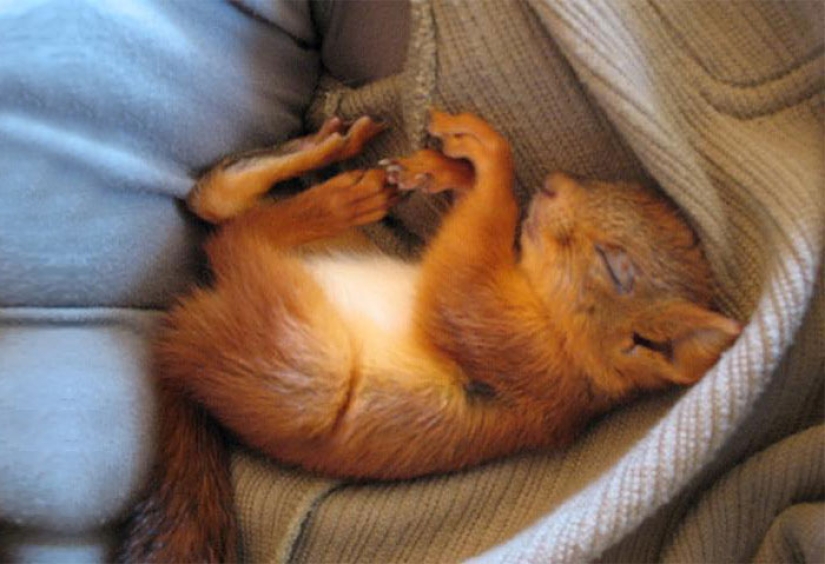 The story of the rescue of a wounded squirrel The story of the rescue of a wounded squirrel