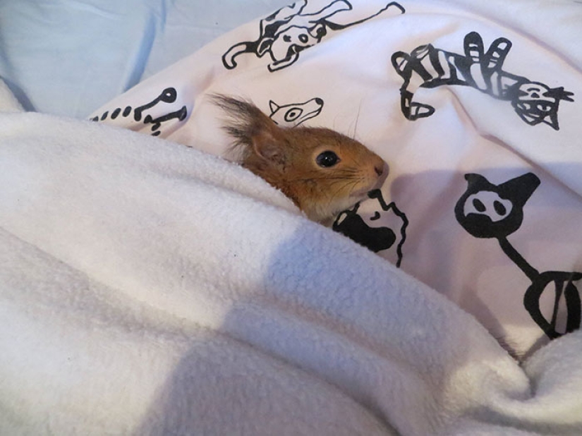 The story of the rescue of a wounded squirrel The story of the rescue of a wounded squirrel