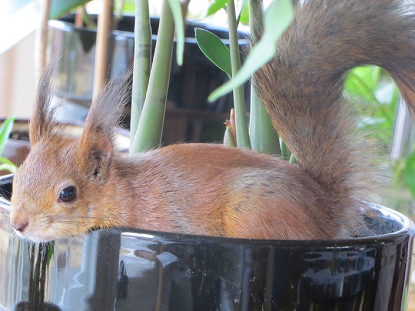 The story of the rescue of a wounded squirrel The story of the rescue of a wounded squirrel
