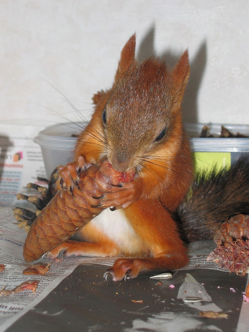 The story of the rescue of a wounded squirrel The story of the rescue of a wounded squirrel