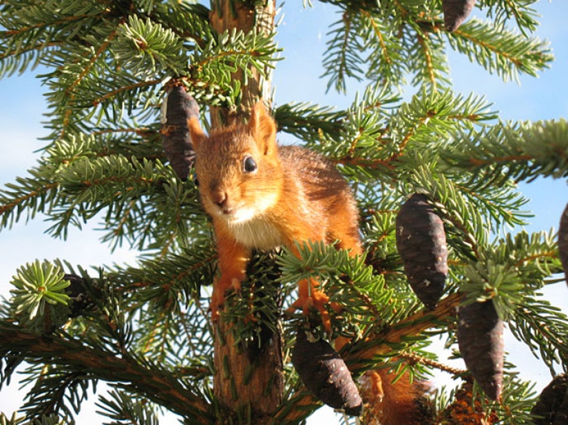 The story of the rescue of a wounded squirrel The story of the rescue of a wounded squirrel