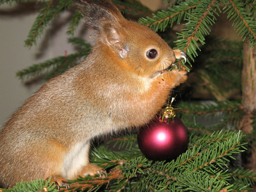 The story of the rescue of a wounded squirrel The story of the rescue of a wounded squirrel