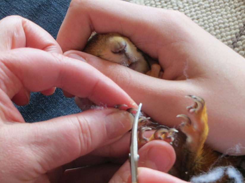 The story of the rescue of a wounded squirrel The story of the rescue of a wounded squirrel