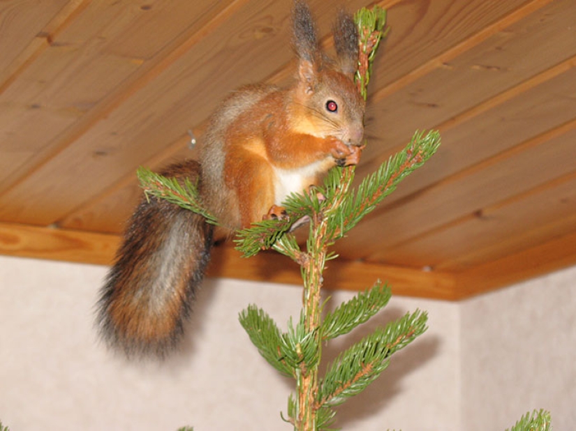 The story of the rescue of a wounded squirrel The story of the rescue of a wounded squirrel