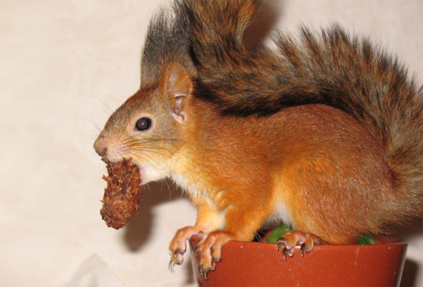The story of the rescue of a wounded squirrel The story of the rescue of a wounded squirrel