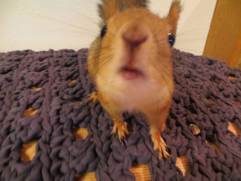 The story of the rescue of a wounded squirrel The story of the rescue of a wounded squirrel