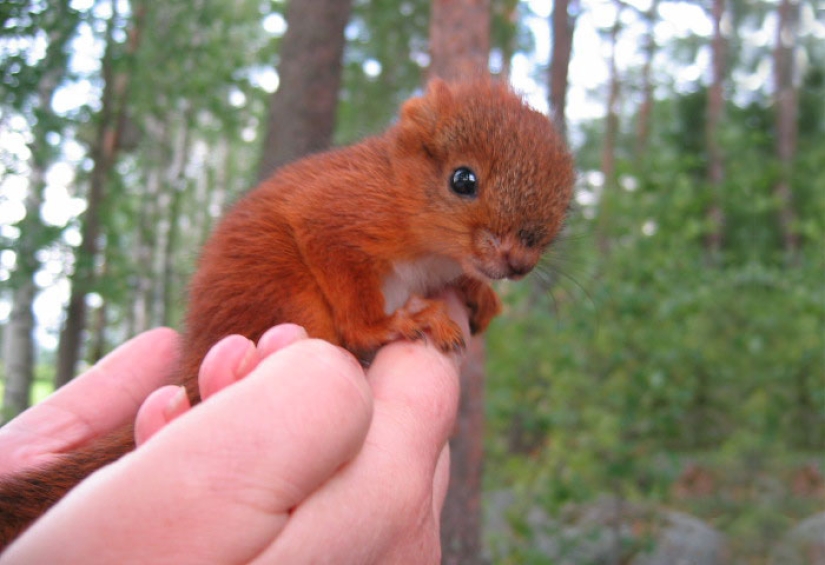 The story of the rescue of a wounded squirrel The story of the rescue of a wounded squirrel