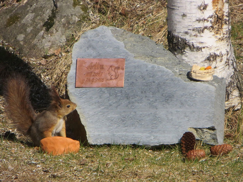 The story of the rescue of a wounded squirrel The story of the rescue of a wounded squirrel