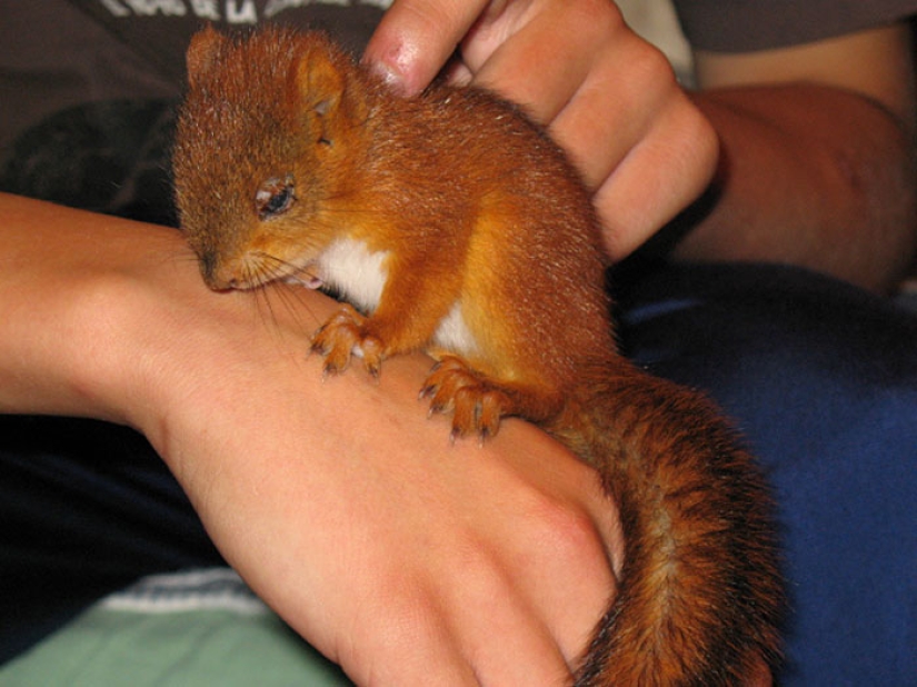 The story of the rescue of a wounded squirrel The story of the rescue of a wounded squirrel