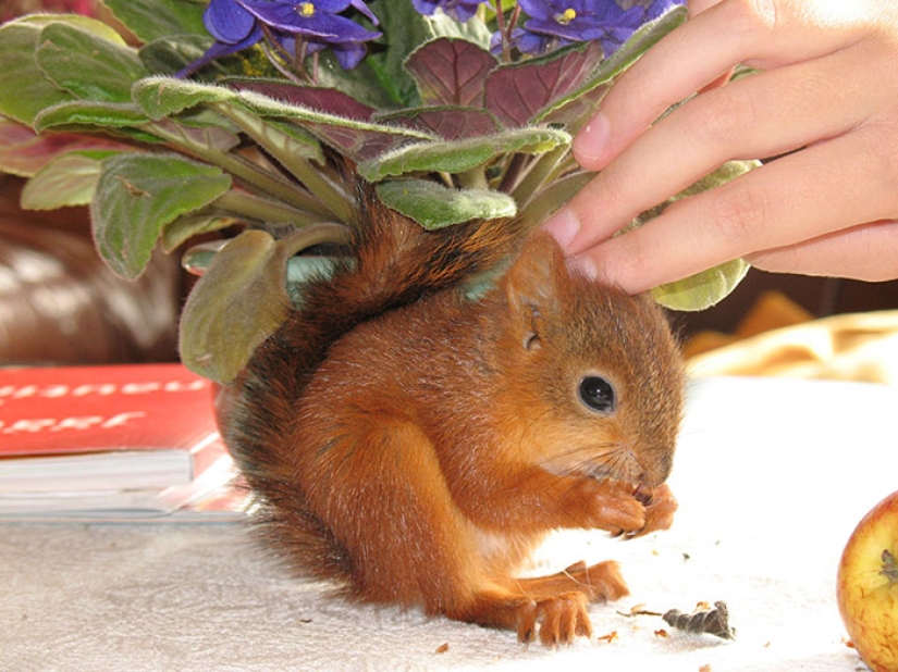 The story of the rescue of a wounded squirrel The story of the rescue of a wounded squirrel