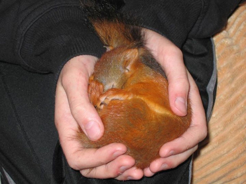The story of the rescue of a wounded squirrel The story of the rescue of a wounded squirrel
