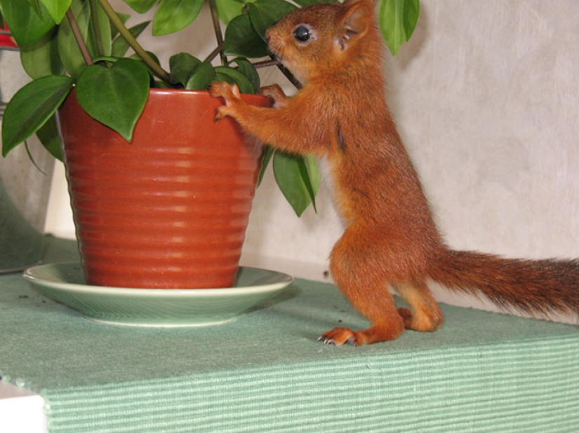 The story of the rescue of a wounded squirrel The story of the rescue of a wounded squirrel