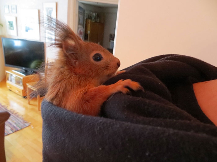 The story of the rescue of a wounded squirrel The story of the rescue of a wounded squirrel