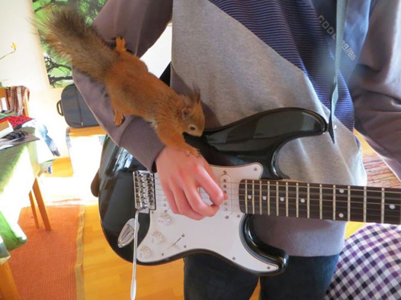 The story of the rescue of a wounded squirrel The story of the rescue of a wounded squirrel