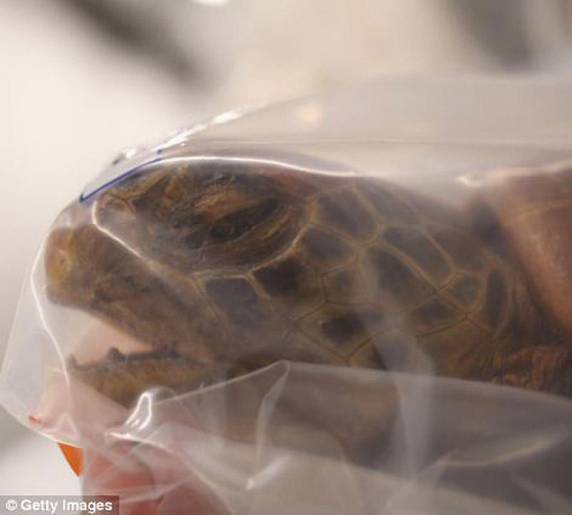 The wealth and variety of confiscated contraband at London Airport
