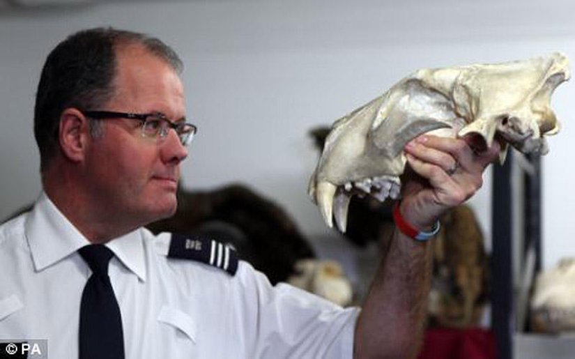 The wealth and variety of confiscated contraband at London Airport
