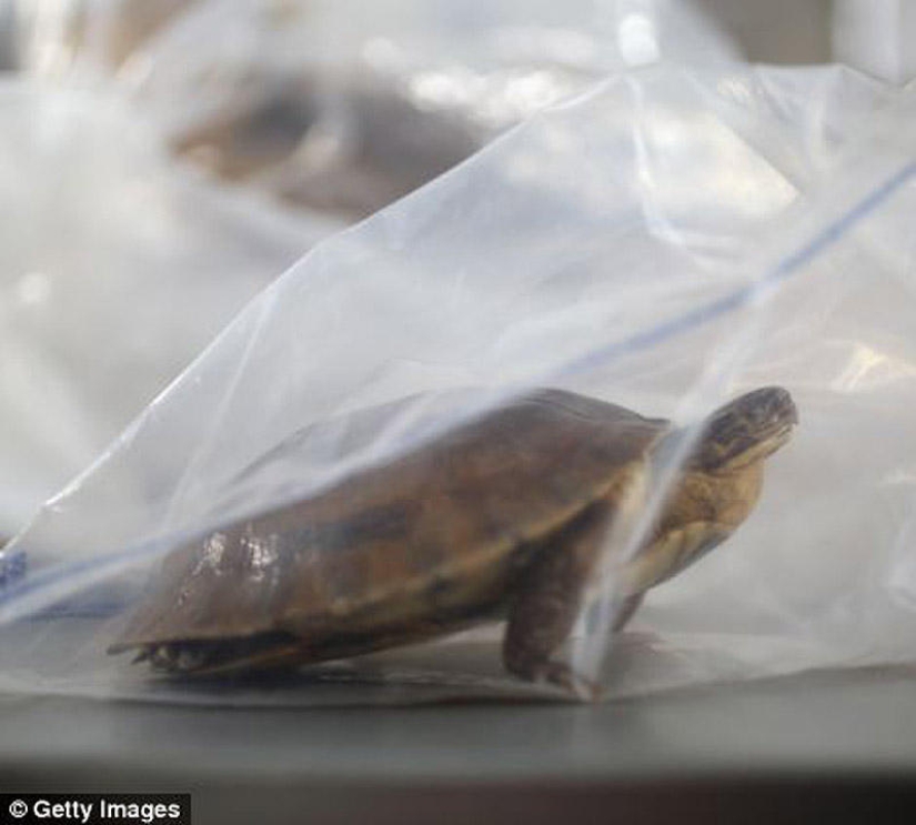 The wealth and variety of confiscated contraband at London Airport