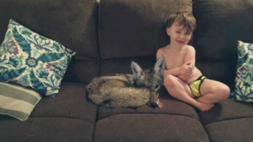 The wife dragged the coyote home and asked her husband if it was possible to leave him
