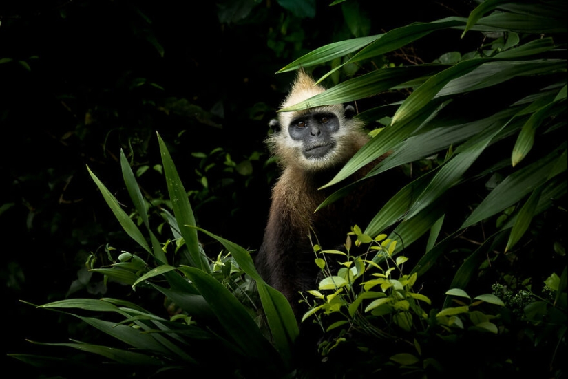 The Winning Photos Of The Contest “Nature” By AAP Magazine Have Just Been Announced, And Here Are The Best 14 Pics The Winning Photos Of The Contest “Nature” By AAP Magazine Have Just Been Announced, And Here Are The Best 14 Pics