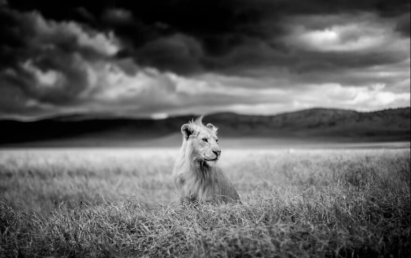 The Winning Photos Of The Contest “Nature” By AAP Magazine Have Just Been Announced, And Here Are The Best 14 Pics The Winning Photos Of The Contest “Nature” By AAP Magazine Have Just Been Announced, And Here Are The Best 14 Pics