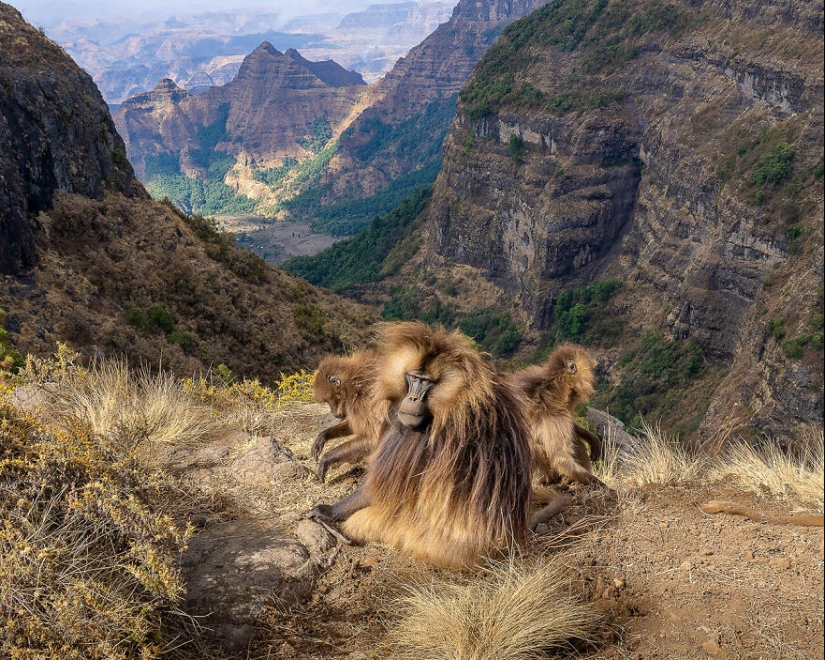 The Winning Photos Of The Contest “Nature” By AAP Magazine Have Just Been Announced, And Here Are The Best 14 Pics The Winning Photos Of The Contest “Nature” By AAP Magazine Have Just Been Announced, And Here Are The Best 14 Pics