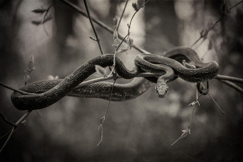 The Winning Photos Of The Contest “Nature” By AAP Magazine Have Just Been Announced, And Here Are The Best 14 Pics The Winning Photos Of The Contest “Nature” By AAP Magazine Have Just Been Announced, And Here Are The Best 14 Pics