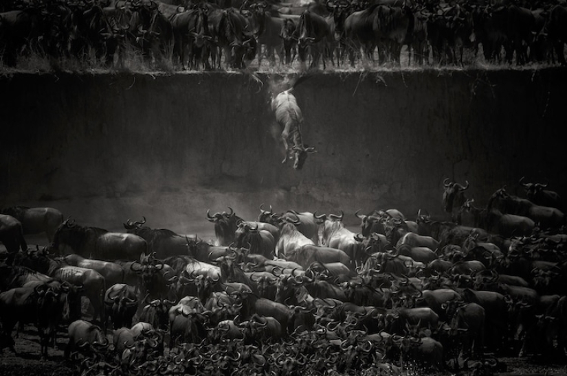 The world in black and white: the best works of the MonoVisions 2017 photo contest