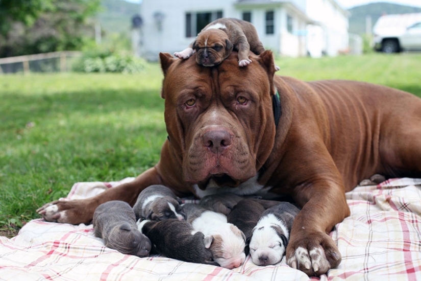 The world&#39;s largest pit bull has become a dad!