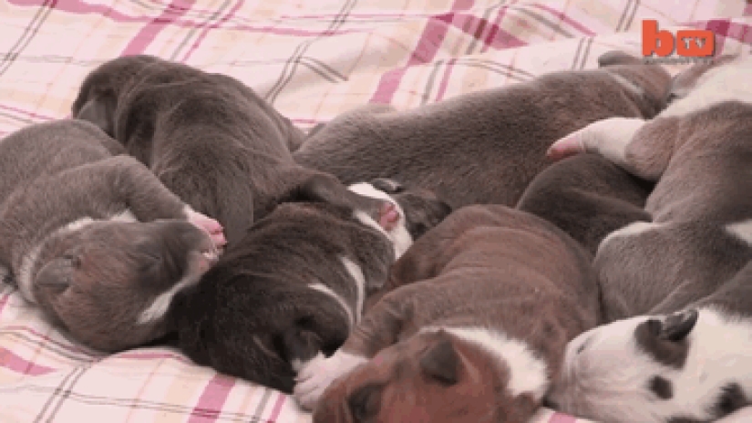 The world&#39;s largest pit bull has become a dad!