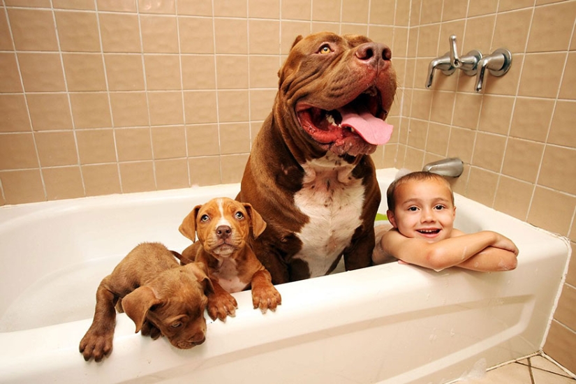 The world&#39;s largest pit bull has become a dad!