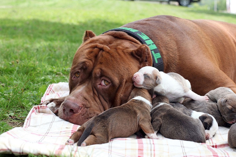 The world&#39;s largest pit bull has become a dad!