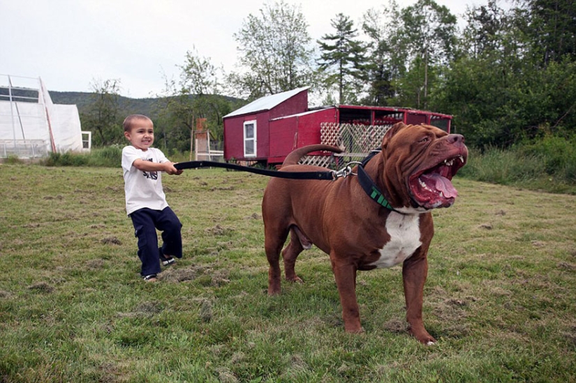 The world&#39;s largest pit bull has become a dad!