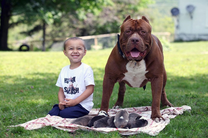 The world&#39;s largest pit bull has become a dad!