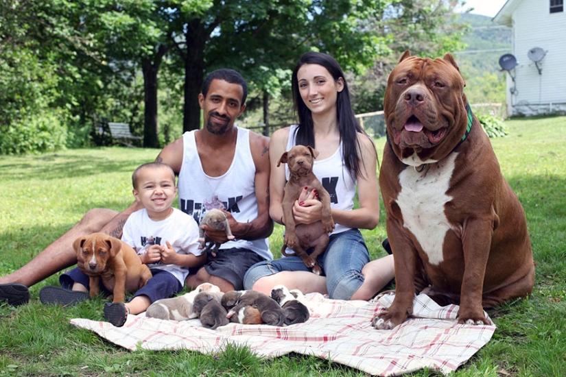 The world&#39;s largest pit bull has become a dad!