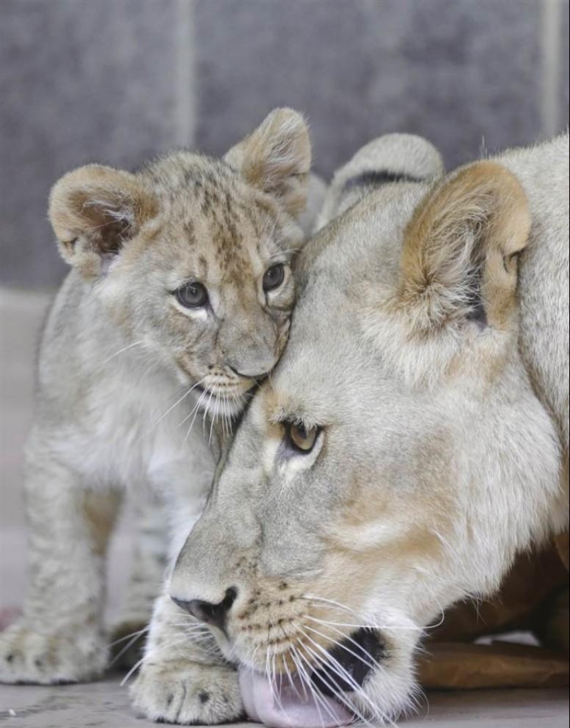 The youngest inhabitants of zoos in the world