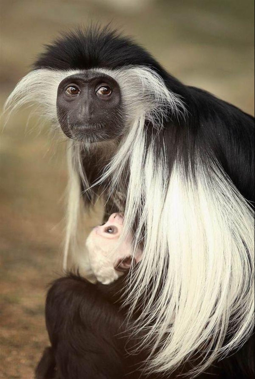 The youngest inhabitants of zoos in the world