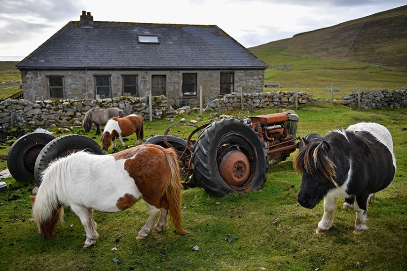 There are more ponies on this fabulous island than people