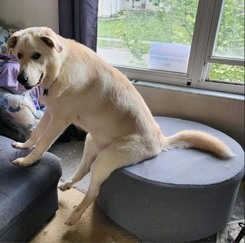 These Are 10 Pictures People Made While Amusing Themselves By Photoshopping This Goofy Dog These Are 10 Pictures People Made While Amusing Themselves By Photoshopping This Goofy Dog