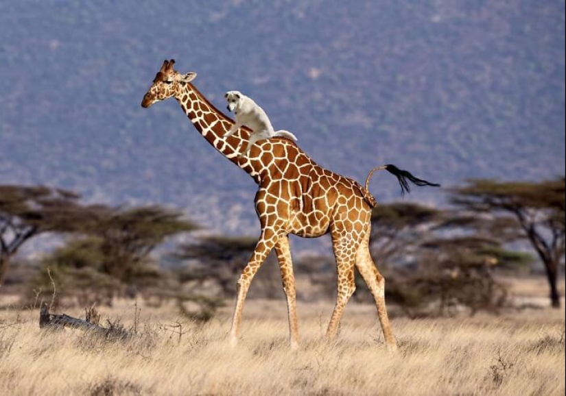 These Are 10 Pictures People Made While Amusing Themselves By Photoshopping This Goofy Dog These Are 10 Pictures People Made While Amusing Themselves By Photoshopping This Goofy Dog