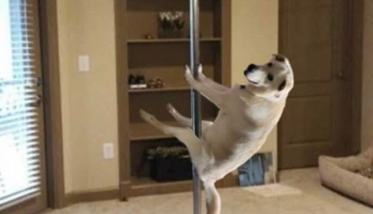 These Are 10 Pictures People Made While Amusing Themselves By Photoshopping This Goofy Dog