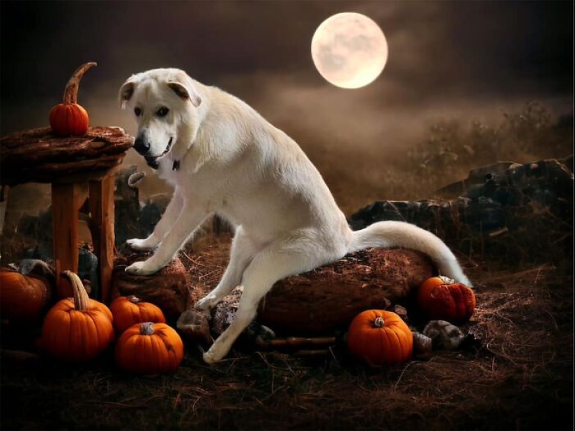 These Are 10 Pictures People Made While Amusing Themselves By Photoshopping This Goofy Dog These Are 10 Pictures People Made While Amusing Themselves By Photoshopping This Goofy Dog