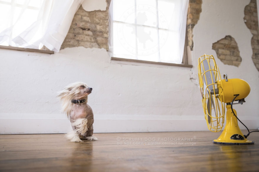 These dogs are enthusiastic about fans