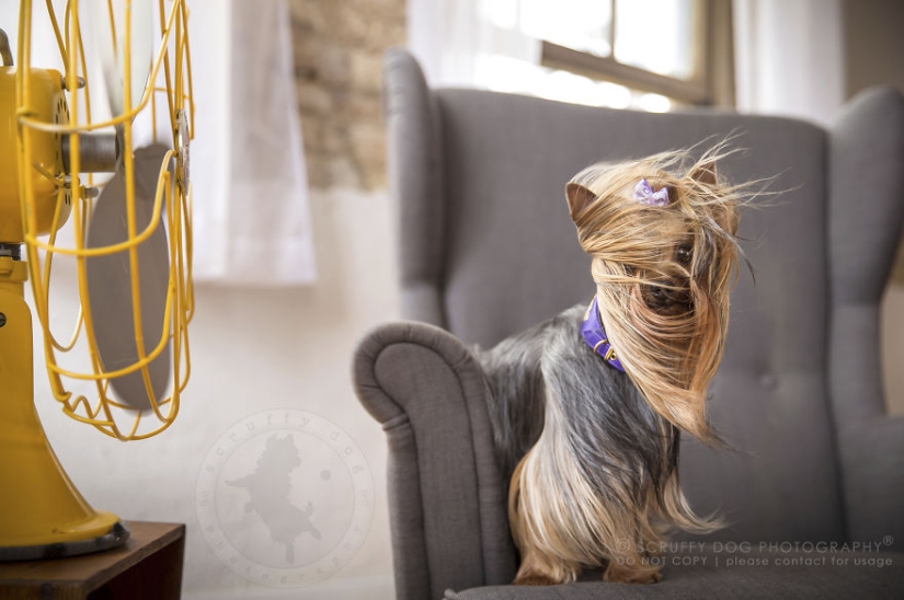 These dogs are enthusiastic about fans
