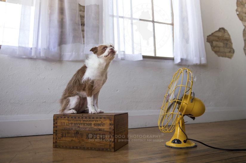 These dogs are enthusiastic about fans