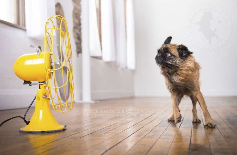 These dogs are enthusiastic about fans