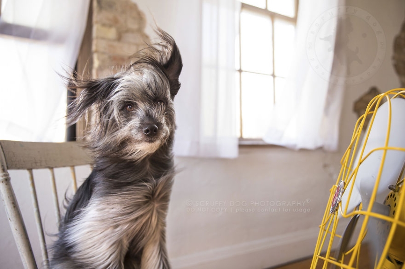 These dogs are enthusiastic about fans