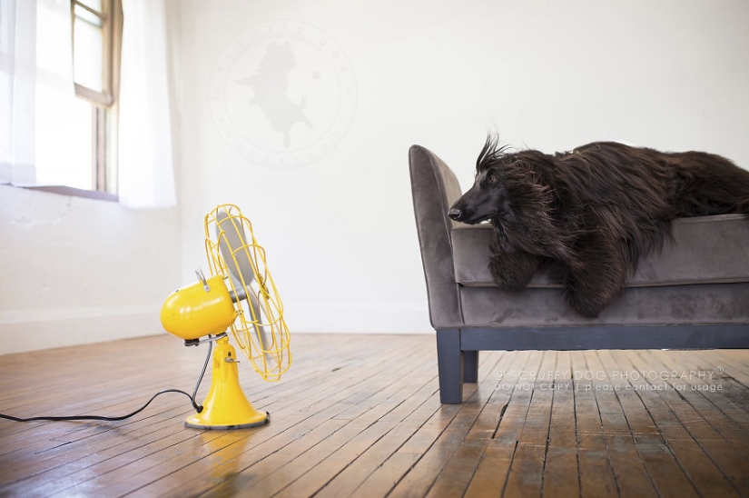 These dogs are enthusiastic about fans
